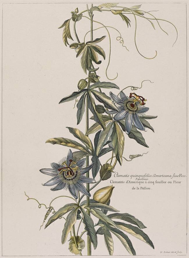 Clématite d'Amérique à cinq feuilles ou fleur de la Passion Nicolas Robert