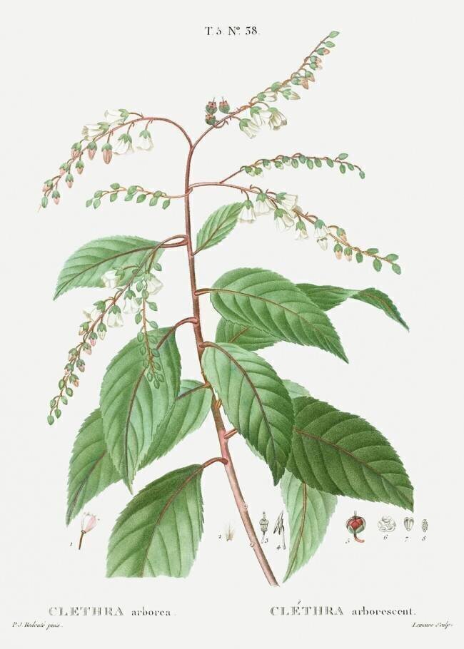 Clethra Arborea Pierre Joseph Redouté