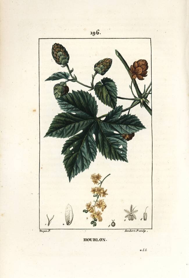 Climbing hops - Hops Pierre Jean Francois Turpin