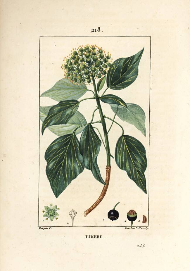 Climbing Ivy - Common ivy Pierre Jean Francois Turpin