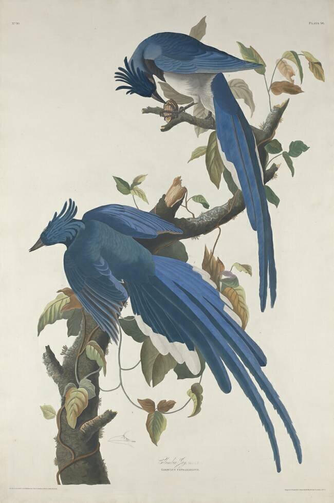 Columbia Jay John James Audubon