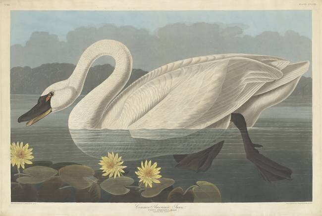 Common American Swan John James Audubon