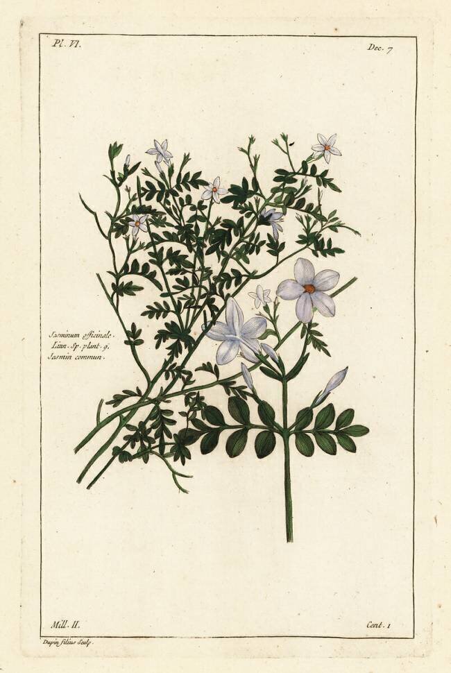 Common jasmine Dupin