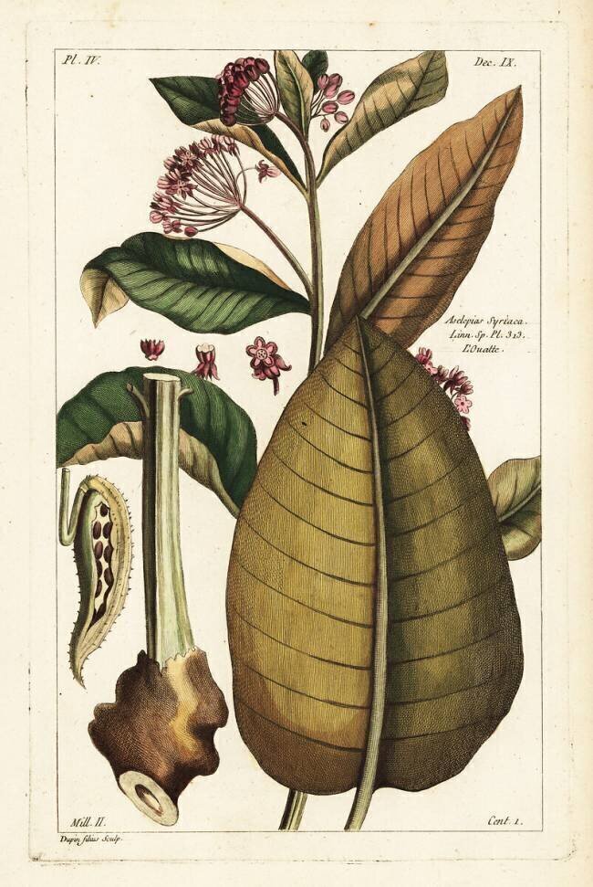 Common milkweed Dupin