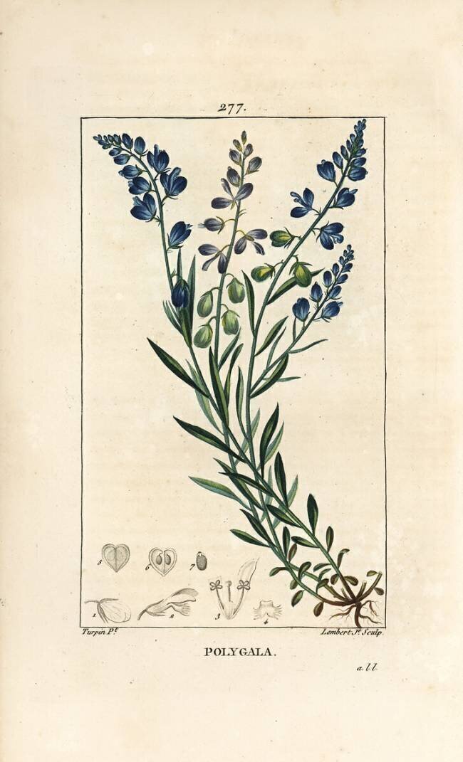 Common Milkwort - Milkwort Pierre Jean Francois Turpin