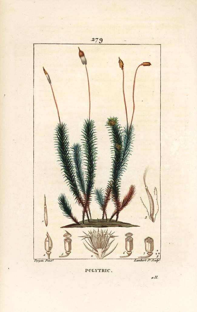 Common polytrichum Pierre Jean Francois Turpin