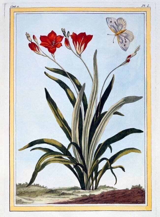 Cornlily Pierre-Joseph Buchoz
