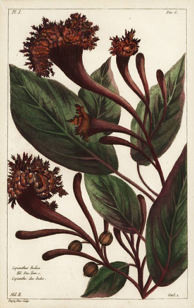 Cornucopian shrub Dupin