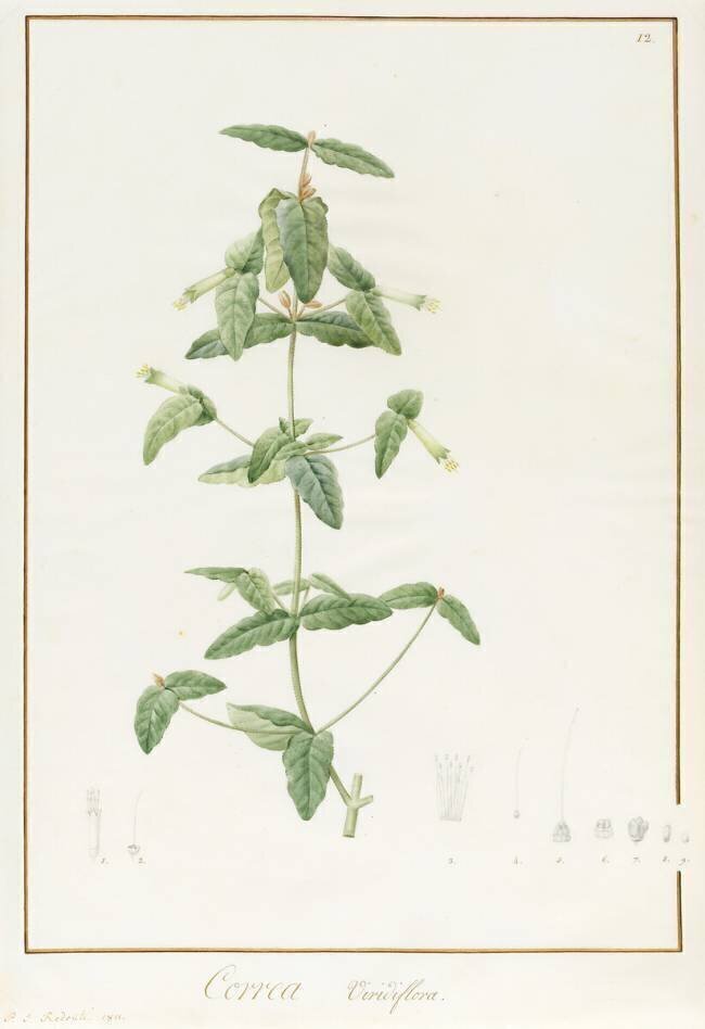 Correa Vieisiflora Pierre Joseph Redouté