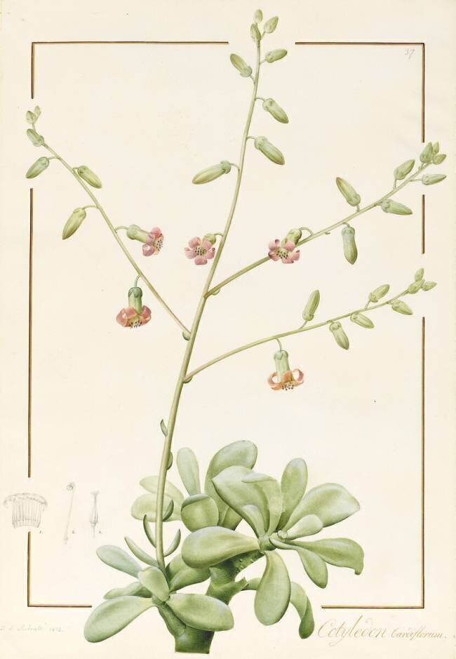 Cotyledon Cardiflorum Pierre Joseph Redouté