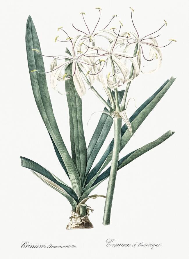 Crinum Americanum Pierre Joseph Redouté