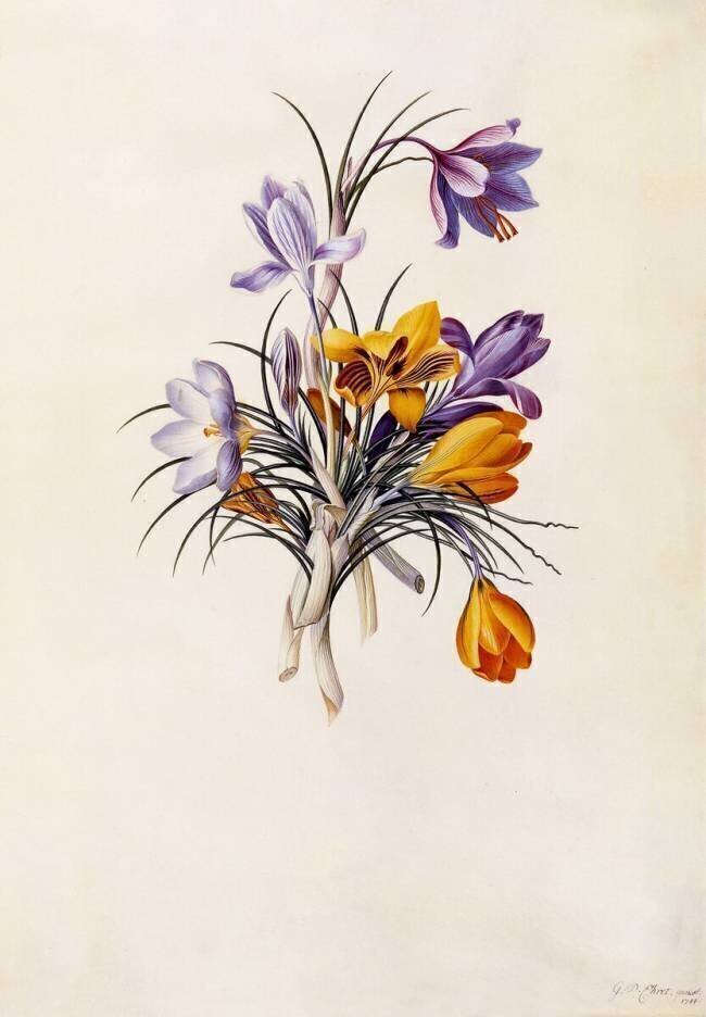 Crocuses Georg Dionysius Ehret