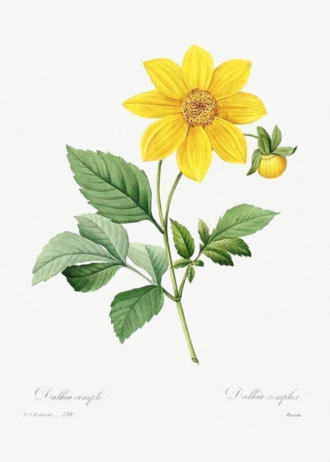 Dalea simplex Pierre Joseph Redouté