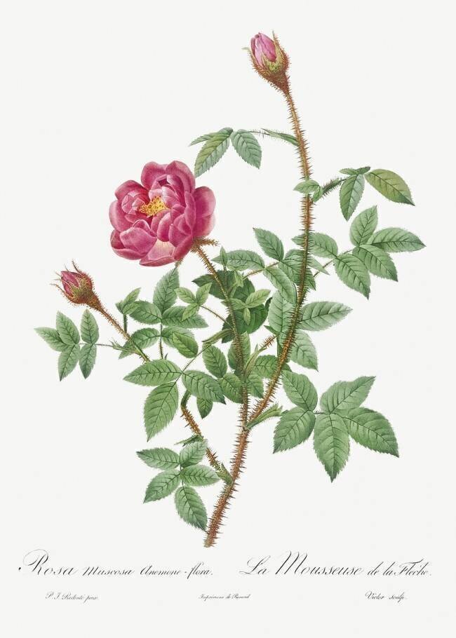 De la Fleche rose Pierre Joseph Redouté