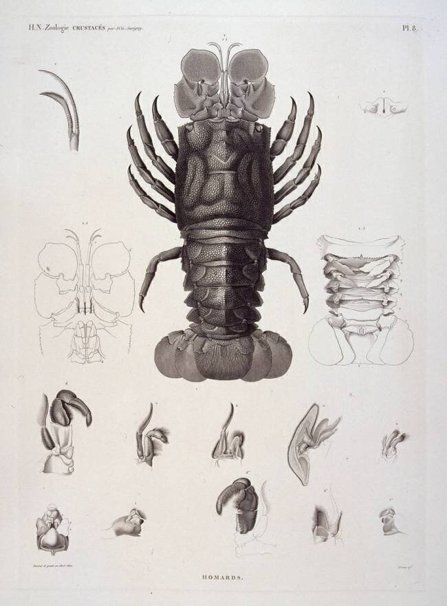 Description de l'Egypte : Zoologie, crustacé : homard Salvatore Tresca