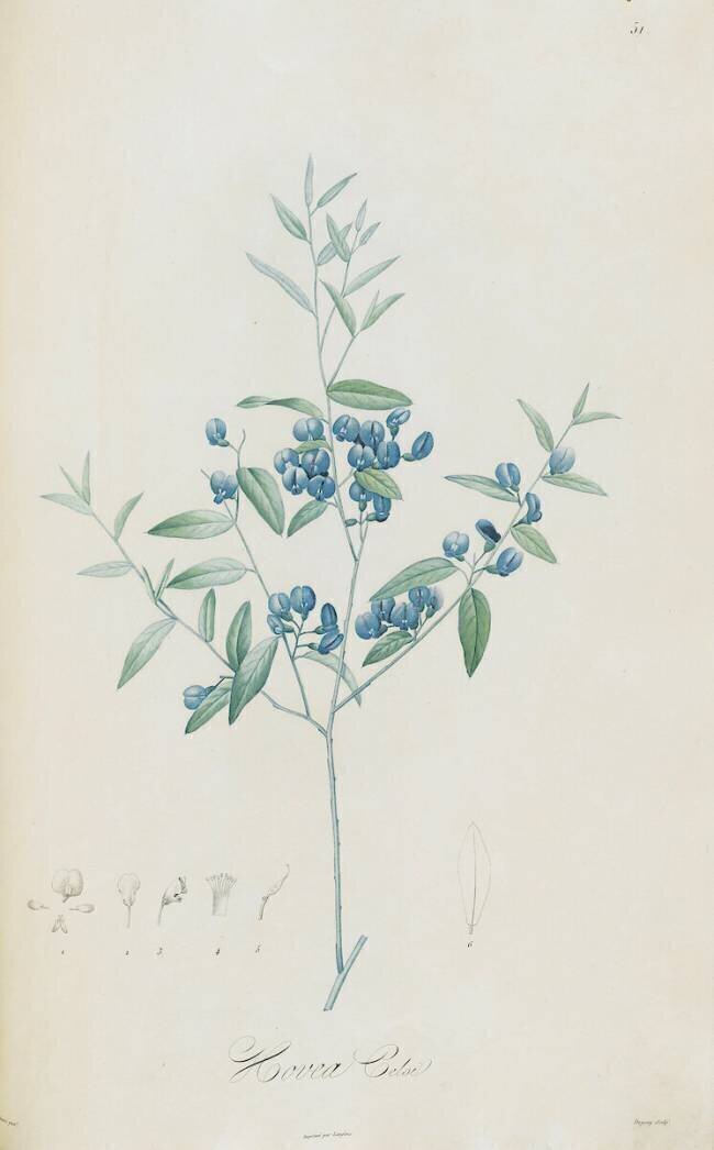 Description des plantes rares que l'on cultive à Navarre et à Malmaison Pierre Joseph Redouté