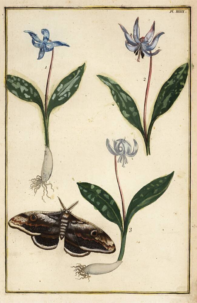 Dog's-tooth-violet Daniel Rabel