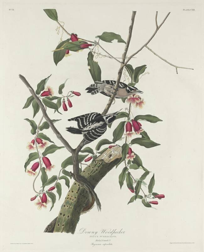 Downy Woodpecker John James Audubon