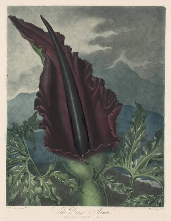 Dragon Arum Robert John Thornton