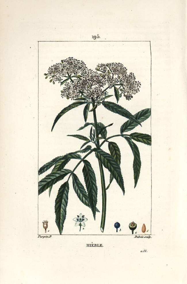 Dwarf elder - Dwarf elder Pierre Jean Francois Turpin