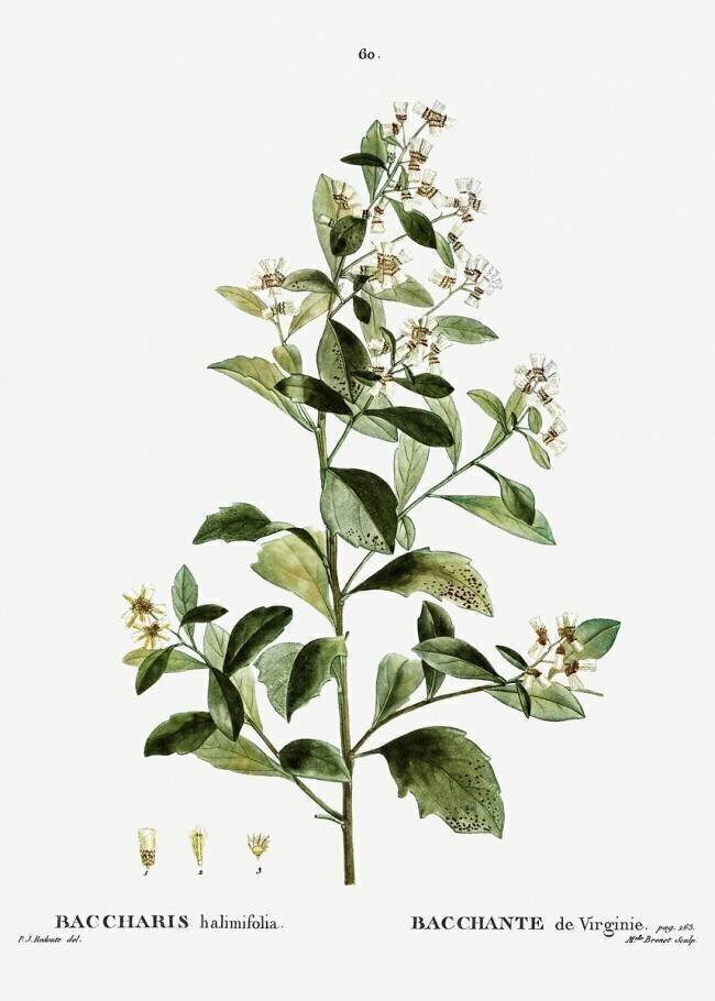 Eastern baccharis Pierre Joseph Redouté