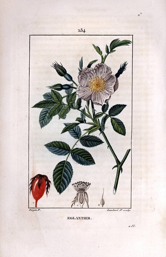 Eglantier Pierre Jean Francois Turpin