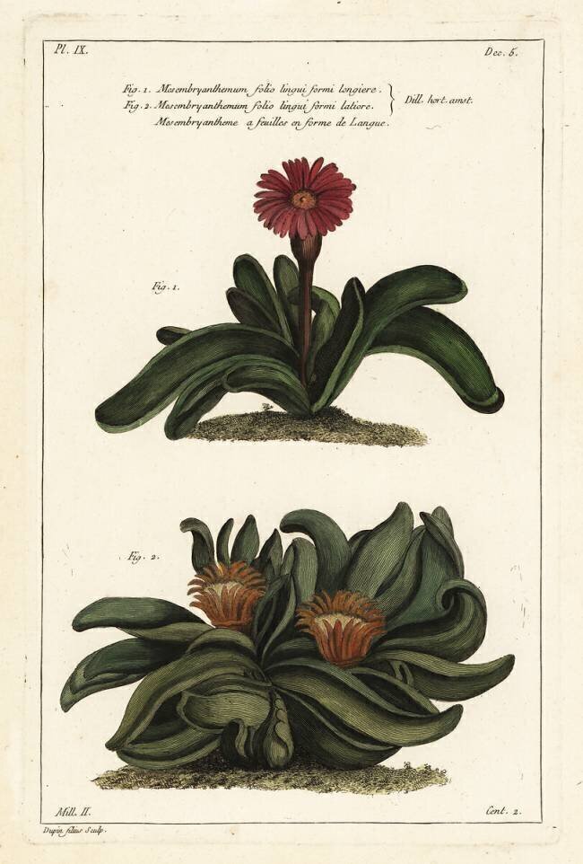 Elkhorn plant Dupin