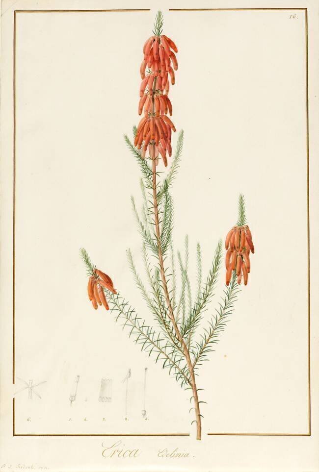 Erica Edilinei Pierre Joseph Redouté