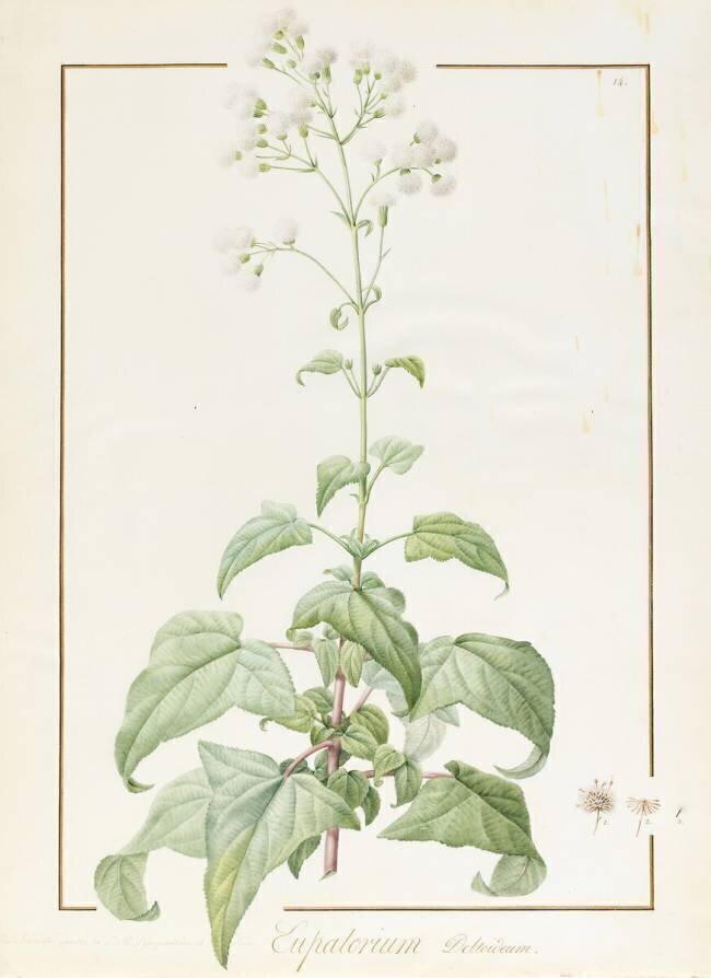 Eupatorium Deltoideum Pierre Joseph Redouté