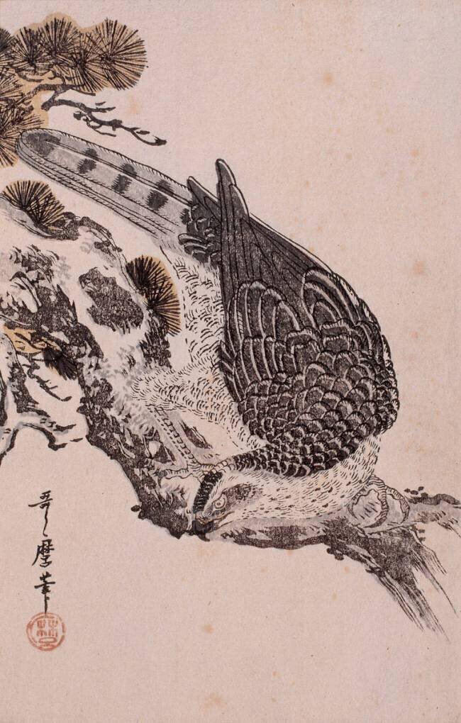 Falcon on a pine branch Kitagawa Utamaro