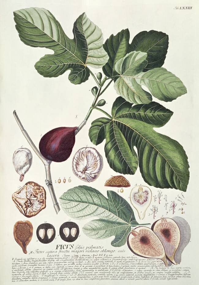 Ficus Georg Dionysius Ehret