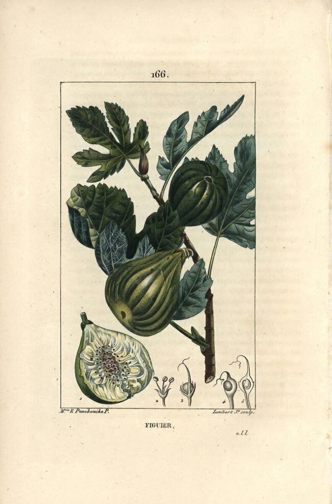 Figuier Ernestine Panckoucke