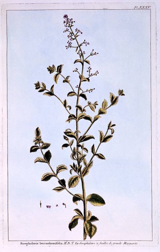 Figwort Pierre-Joseph Buchoz