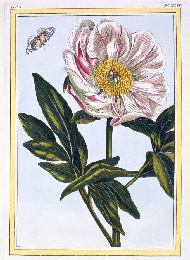 Flesh coloured Common Peony Pierre-Joseph Buchoz
