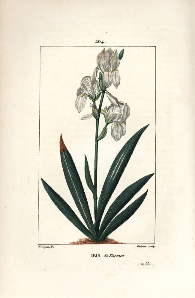 Florentine Iris Pierre Jean Francois Turpin