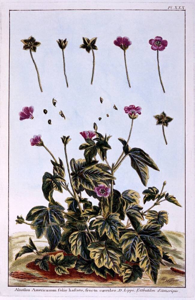 Flowering Maple or Indian Mallow Pierre-Joseph Buchoz