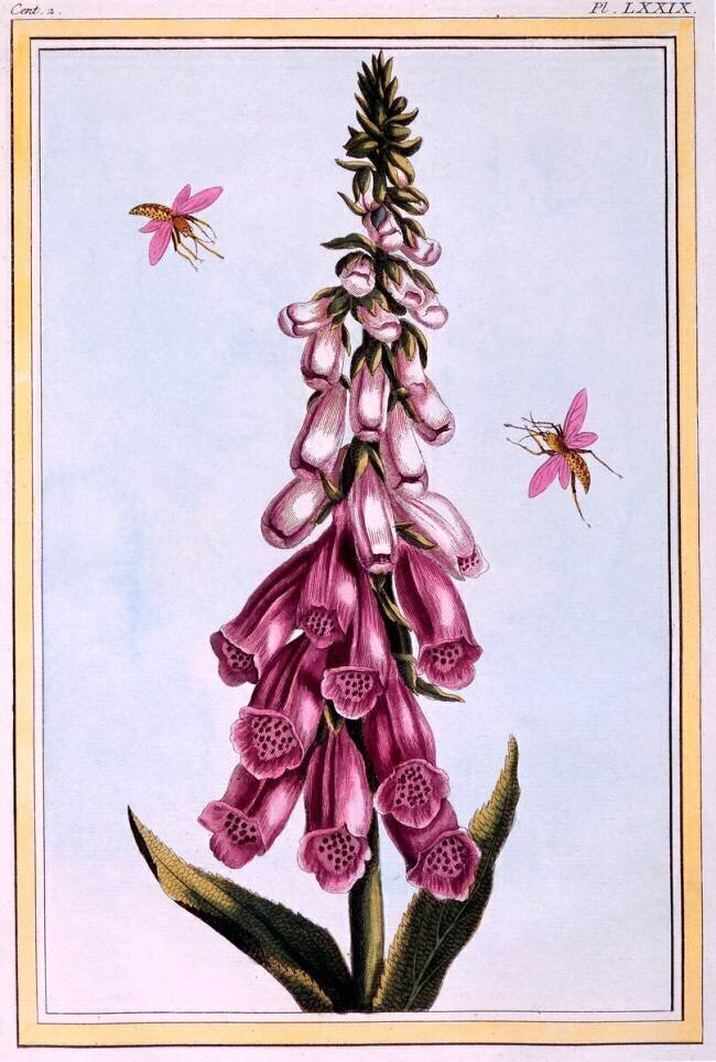 Foxglove Digitalis Pierre-Joseph Buchoz