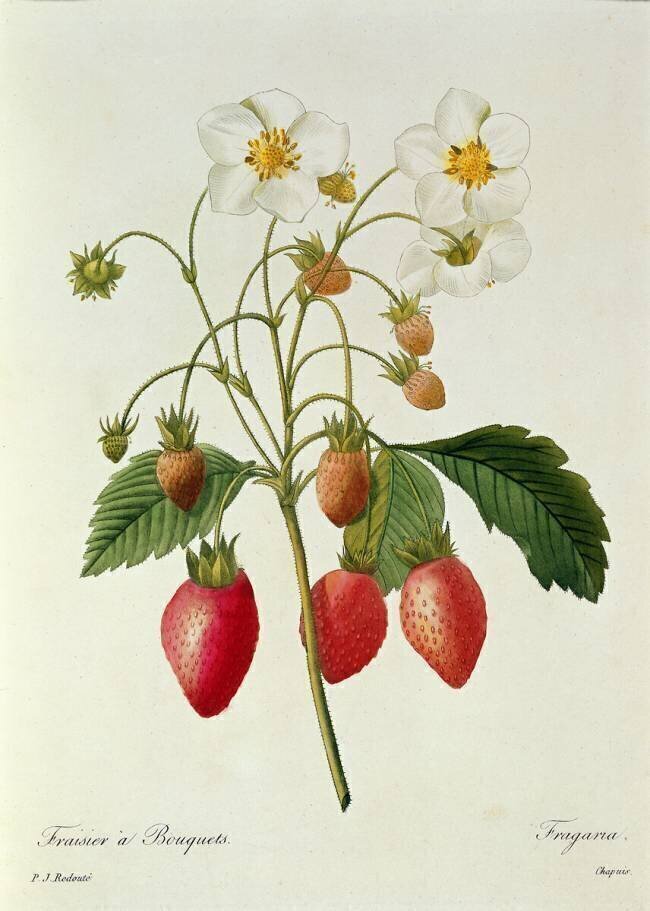 Fragaria Pierre Joseph Redouté