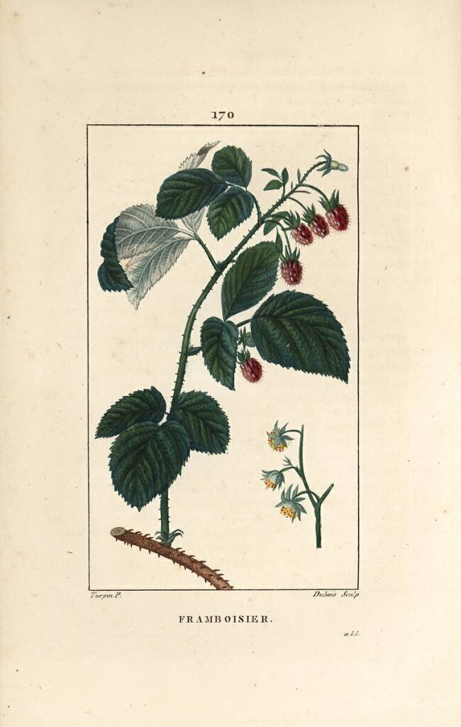 Framboisier Pierre Jean Francois Turpin