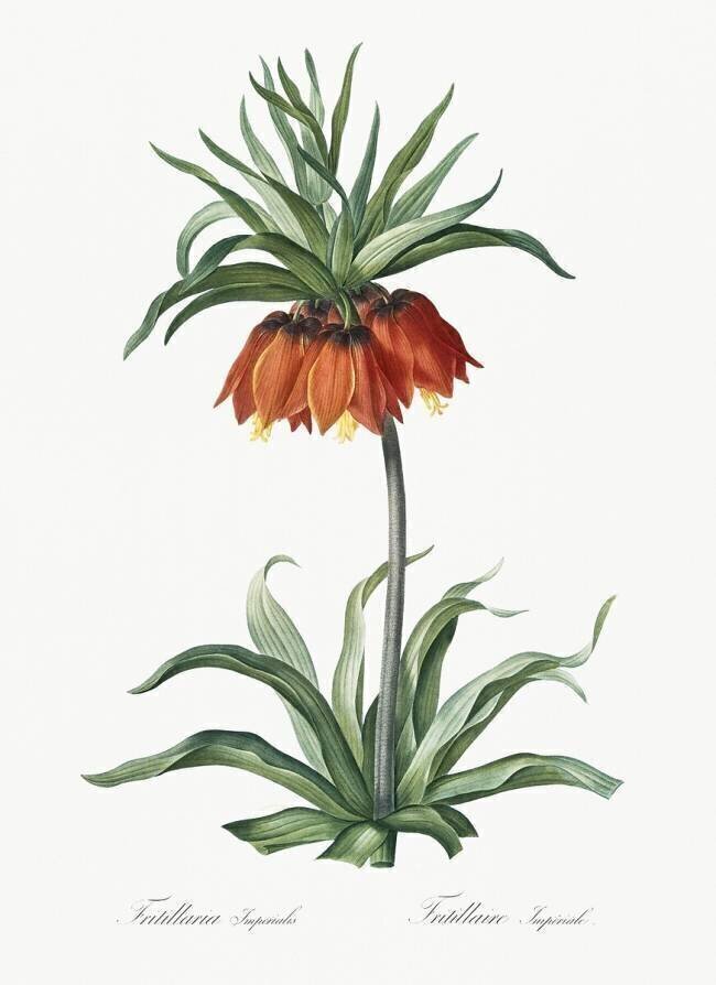 Fritillaria Imperialis  Pierre Joseph Redouté