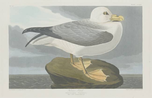 Fulmer Petrel John James Audubon