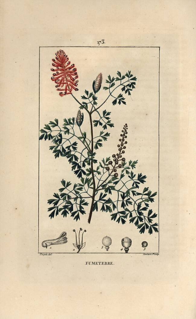 Fumeterre officinale or Foot de Celine Pierre Jean Francois Turpin