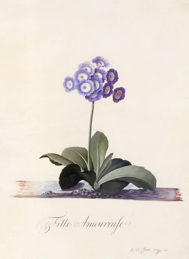 Garden Auricula Georg Dionysius Ehret