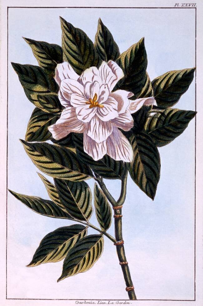 Gardenia G Pierre-Joseph Buchoz