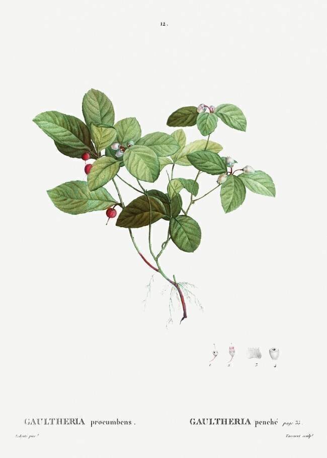 Gaultheria procumbens Pierre Joseph Redouté
