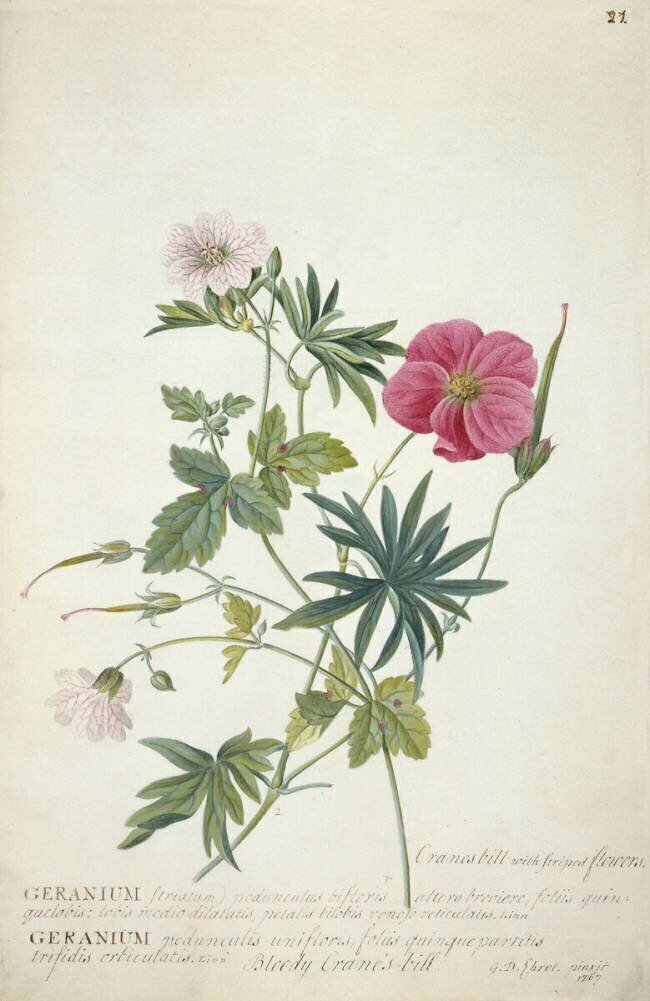Geranium Georg Dionysius Ehret