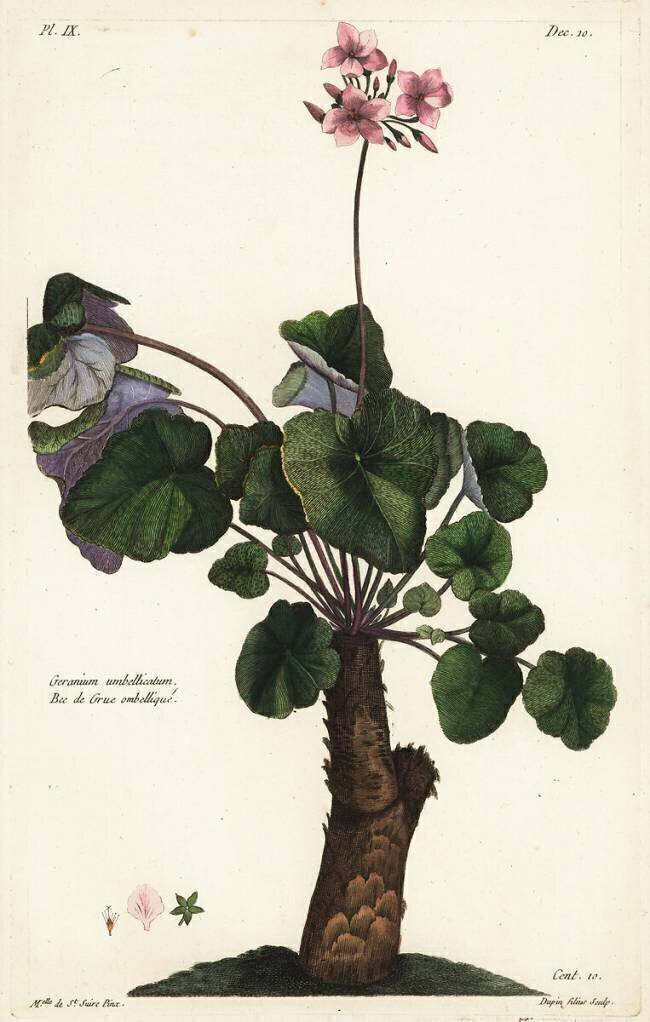 Geranium umbellicatum Dupin
