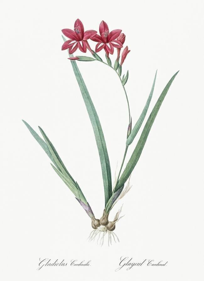 Gladiolus Cardinalis Pierre Joseph Redouté