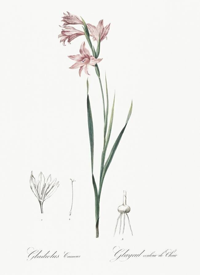Gladiolus Carneus Pierre Joseph Redouté