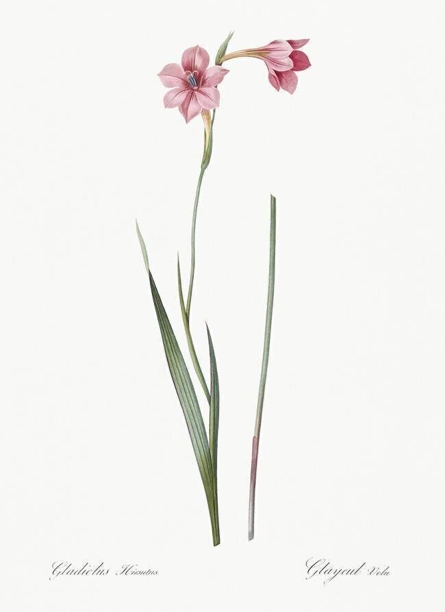 Gladiolus Hirsulus Pierre Joseph Redouté